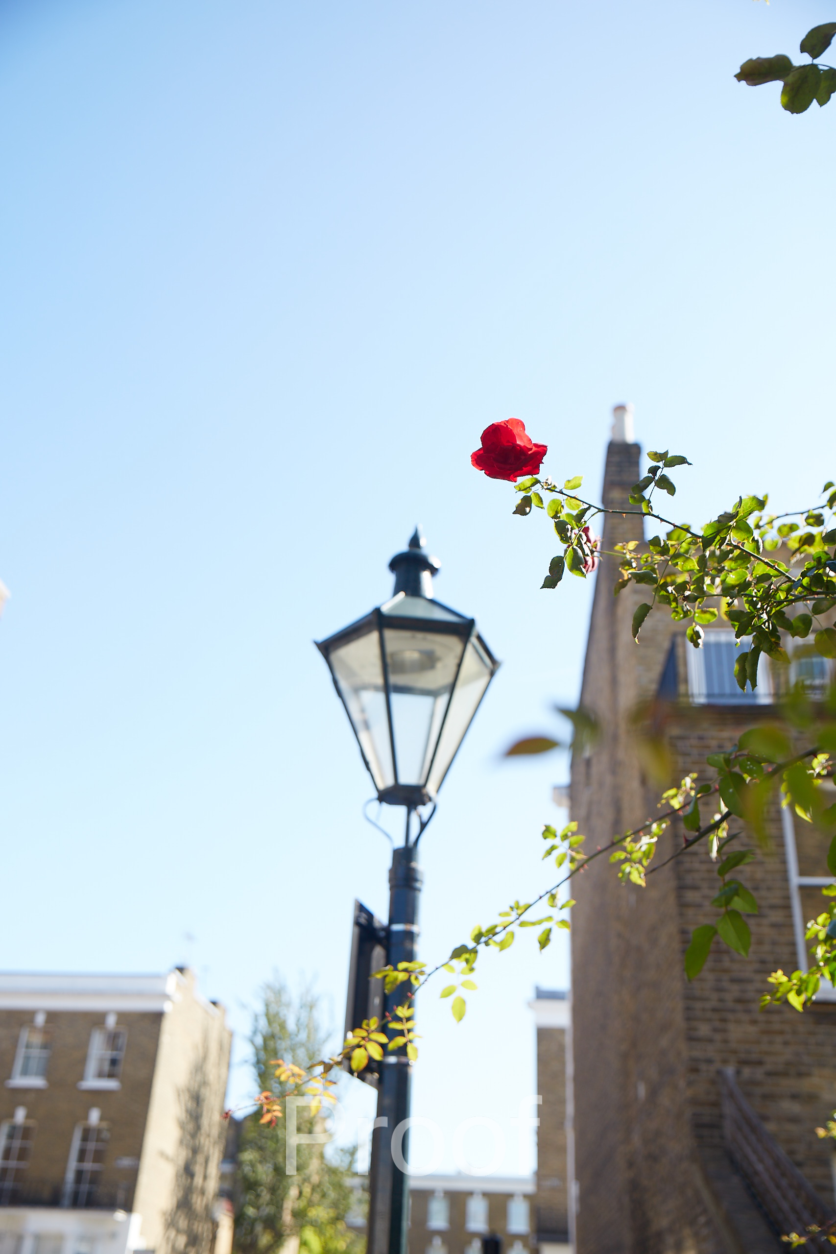 A single red rose beside a lamppost against a clear blue sky in London, with classic brick buildings in the background, reflecting the serene neighbourhood near The Chelsea Psychology Clinic.